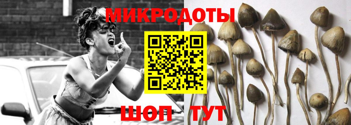 Псилоцибиновые грибы Psilocybine cubensis Саранск